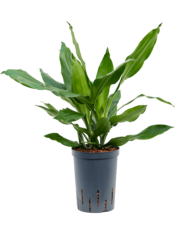Planta naturala de interior Head 2pp D25xH50cm Dracaena fragrans 'Janet Lind' P15/19cm in hidrogranule