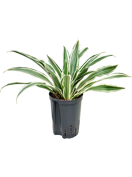 Planta naturala de interior Head 2pp D30xH40cm Dracaena deremensis 'White Stripe' P15/19cm in hidrogranule
