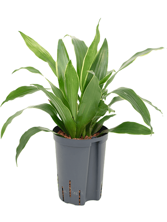 Planta naturala de interior Head 2pp D30xH40cm Dracaena fragrans 'Arturo' P15/19cm in hidrogranule