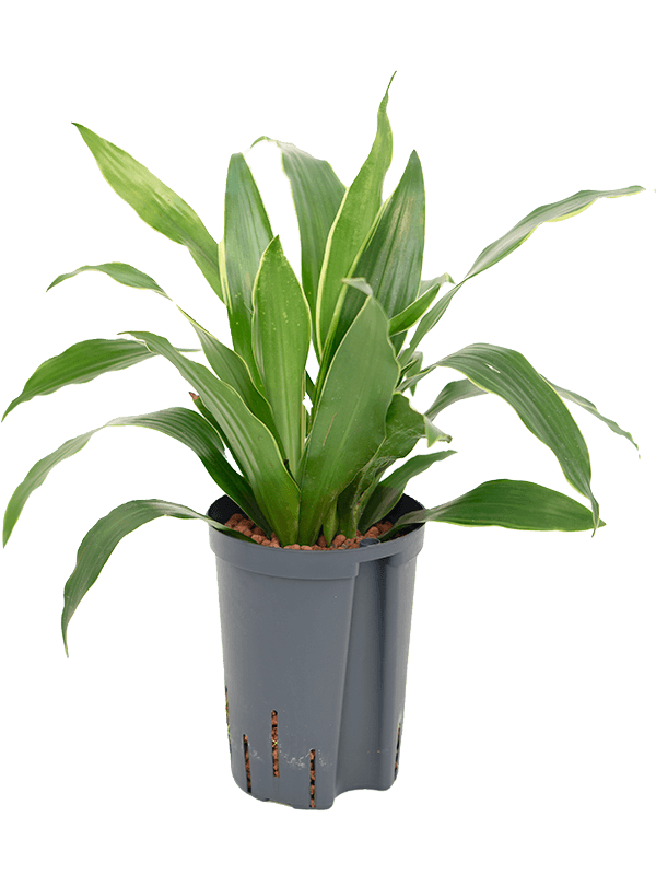 Planta naturala de interior Head 2pp D30xH40cm Dracaena fragrans 'Arturo' P15/19cm in hidrogranule