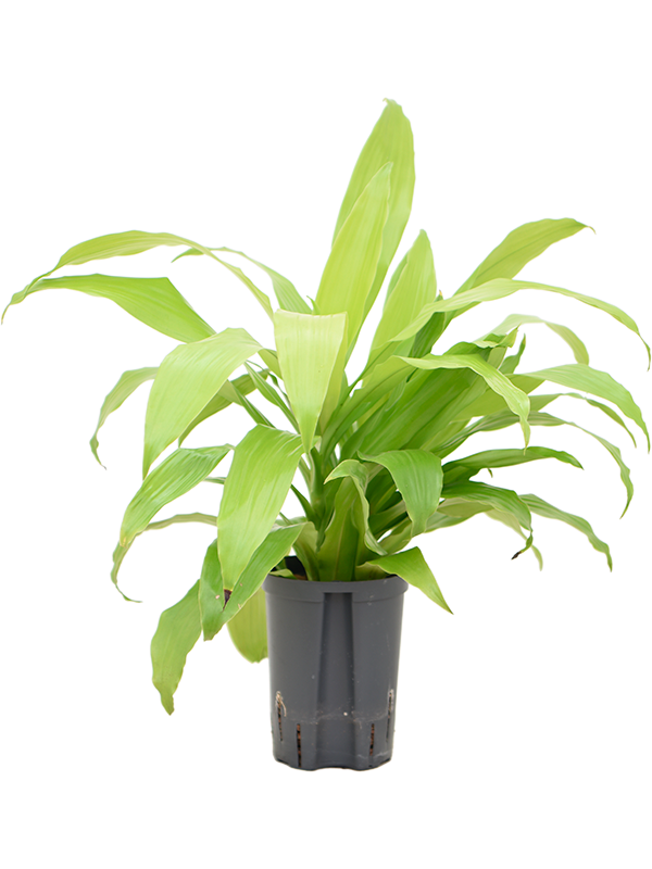 Planta naturala de interior Head 2pp D35xH40cm Dracaena fragrans 'Limelight' P15/19cm in hidrogranule