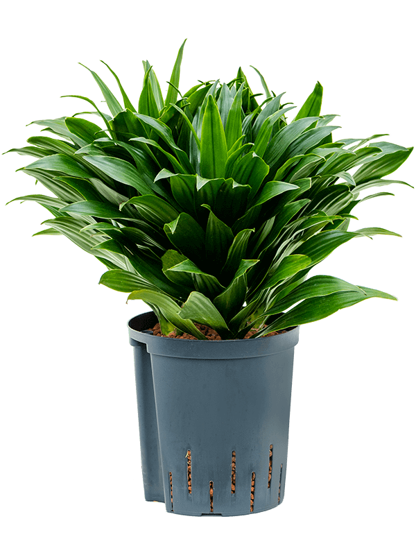 Planta naturala de interior Head 3pp D25xH40cm Dracaena fragrans 'Compacta' P18/19cm in hidrogranule