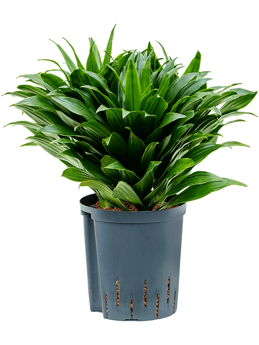 Planta naturala de interior Head 3pp D30xH45cm Dracaena fragrans 'Compacta' P18/19cm in hidrogranule