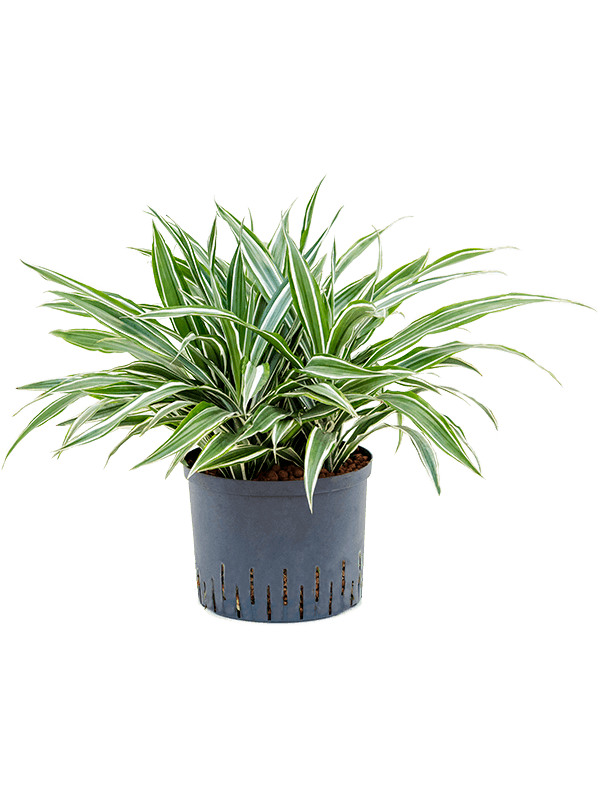 Planta naturala de interior Head 5pp D40xH45cm Dracaena deremensis 'White Stripe' P25/19cm in hidrogranule