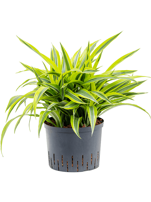 Planta naturala de interior Head 5pp D40xH50cm Dracaena fragrans 'Lemon Lime' P25/19cm in hidrogranule