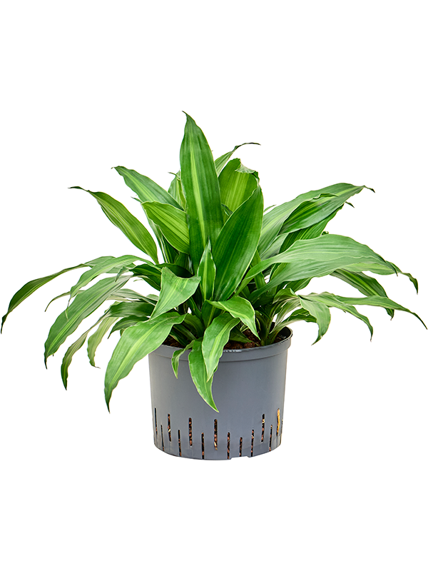 Planta naturala de interior Head 5pp D40xH50cm Dracaena fragrans 'Rainbow' P25/19cm in hidrogranule