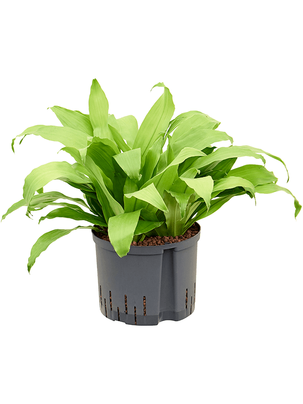 Planta naturala de interior Head 5pp D40xH55cm Dracaena fragrans 'Limelight' P25/19cm in hidrogranule