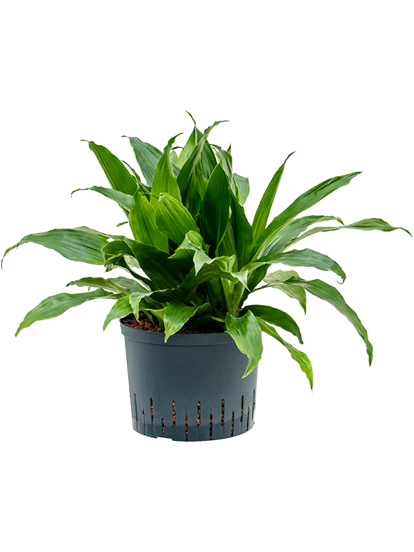 Planta naturala de interior Head 5pp D50xH65cm Dracaena fragrans 'Janet Craig' P25/19cm in hidrogranule