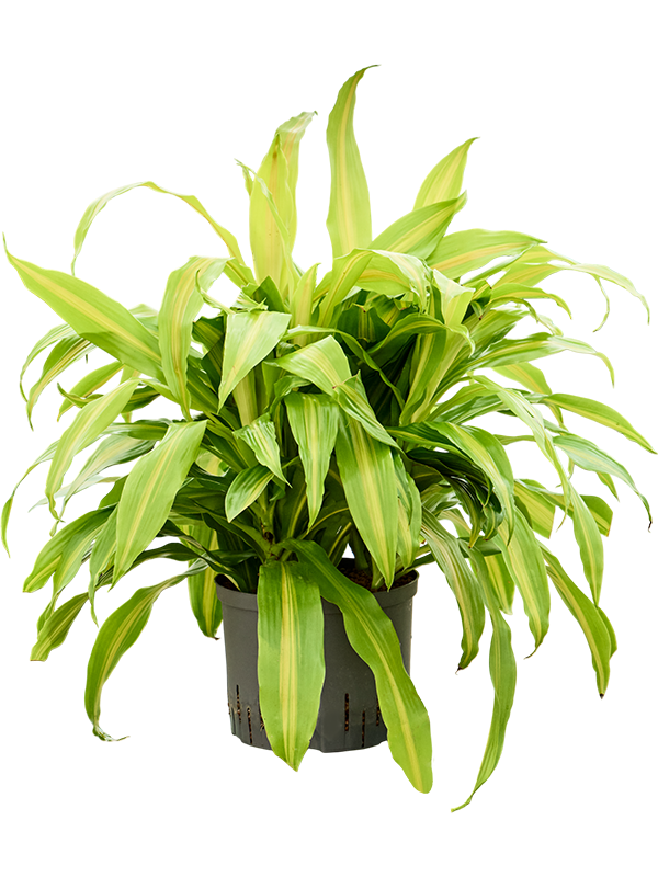 Planta naturala de interior Head 5pp D50xH75cm Dracaena deremensis 'Bronze' P25/19cm in hidrogranule