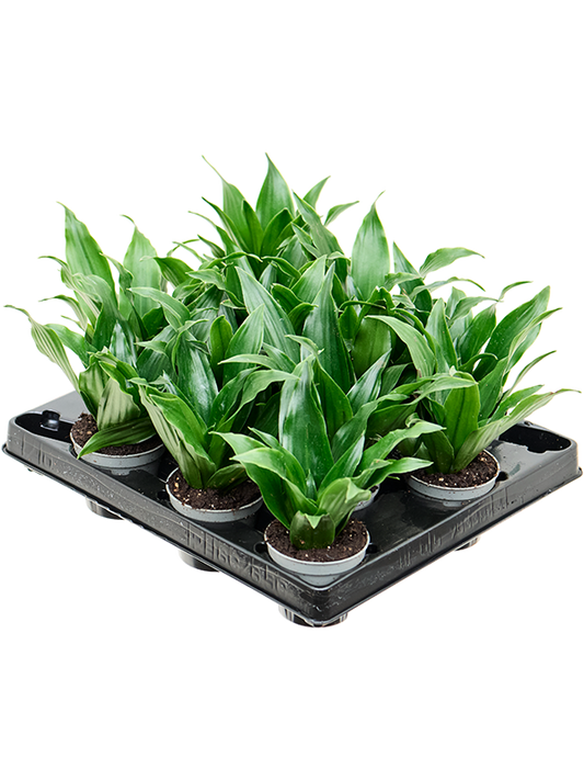 Planta naturala de interior Head D12xH12cm Dracaena fragrans 'Janet Craig' PS6/5cm in pamant