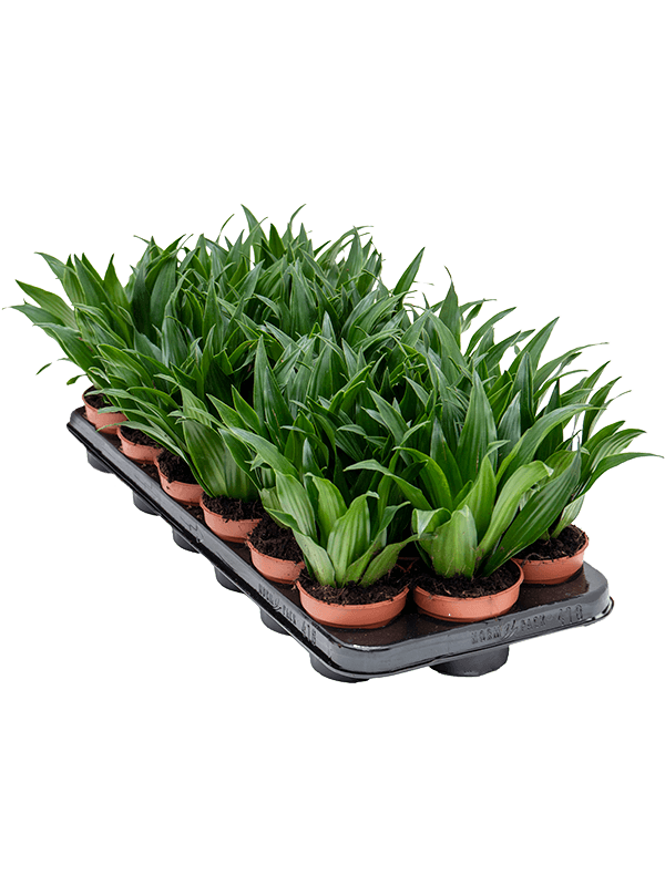 Planta naturala de interior Head D15xH22cm Dracaena fragrans 'Compacta' PS9/7cm in pamant