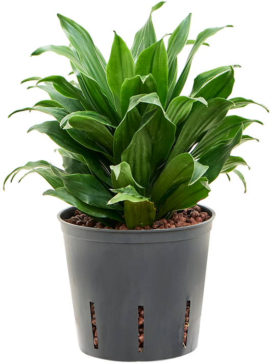 Planta naturala de interior Head D15xH25cm Dracaena fragrans 'Compacta' P13/12cm in hidrogranule