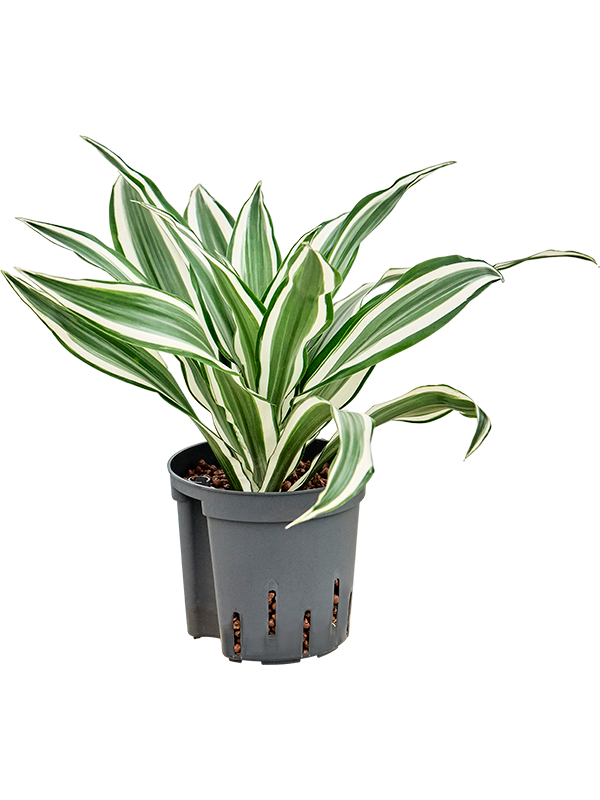 Planta naturala de interior Head D15xH30cm Dracaena deremensis 'White Jewel' P13/12cm in hidrogranule