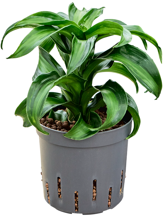 Planta naturala de interior Head D15xH30cm Dracaena fragrans 'Black Kanzi' P13/12cm in hidrogranule