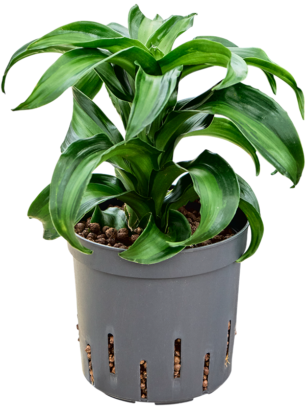 Planta naturala de interior Head D15xH30cm Dracaena fragrans 'Black Kanzi' P13/12cm in hidrogranule