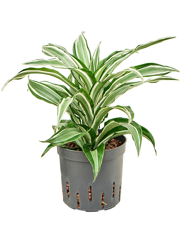 Planta naturala de interior Head D15xH30cm Dracaena fragrans 'Kanzi' P13/12cm in hidrogranule