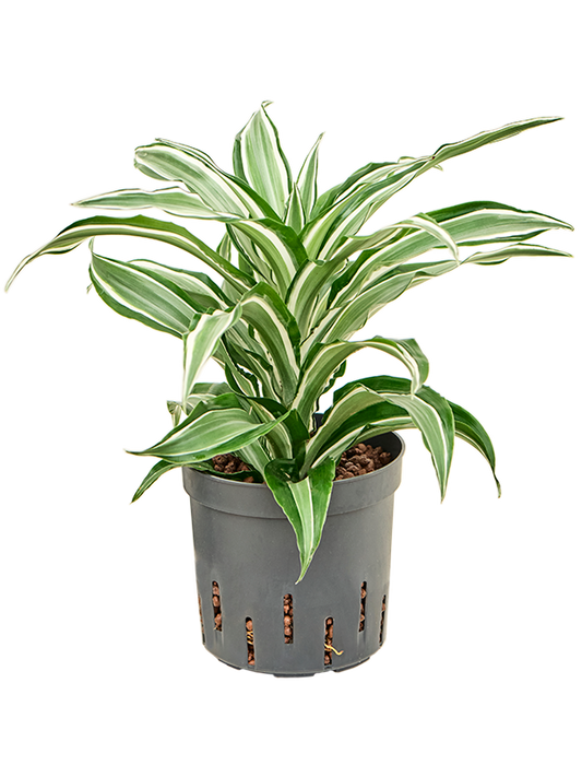 Planta naturala de interior Head D15xH30cm Dracaena fragrans 'Kanzi' P13/12cm in hidrogranule