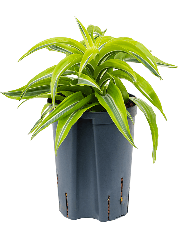 Planta naturala de interior Head D15xH30cm Dracaena fragrans 'Lemon Surprise' P15/19cm in hidrogranule