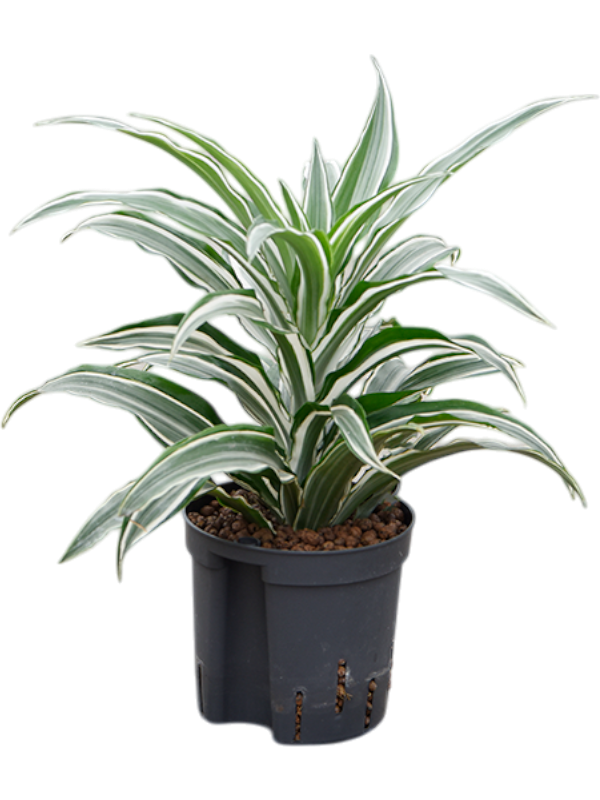 Planta naturala de interior Head D15xH30cm Dracaena warneckii 'Compacta' P13/12cm in hidrogranule
