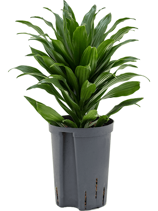 Planta naturala de interior Head D15xH40cm Dracaena fragrans 'Compacta' P15/19cm in hidrogranule