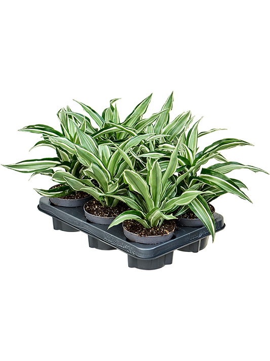Planta naturala de interior Head D20xH20cm Dracaena fragrans 'Kanzi' PS12/10cm in pamant