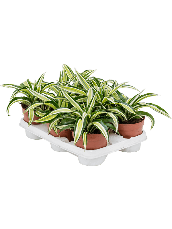 Planta naturala de interior Head D20xH20cm Dracaena fragrans 'Malaika' PS12/10cm in pamant