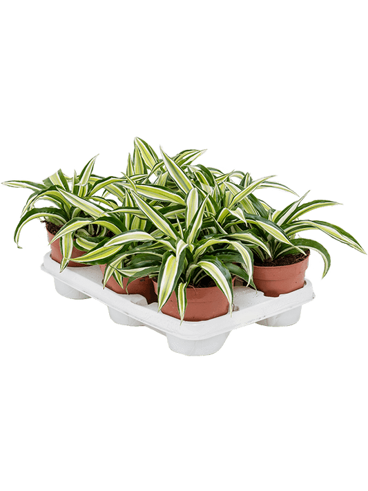 Planta naturala de interior Head D20xH20cm Dracaena fragrans 'Malaika' PS12/10cm in pamant