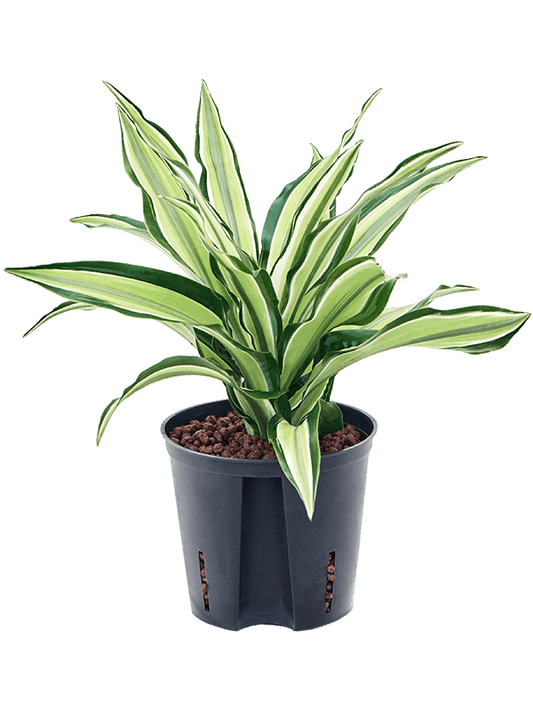 Planta naturala de interior Head D20xH25cm Dracaena fragrans 'Malaika' P13/12cm in hidrogranule
