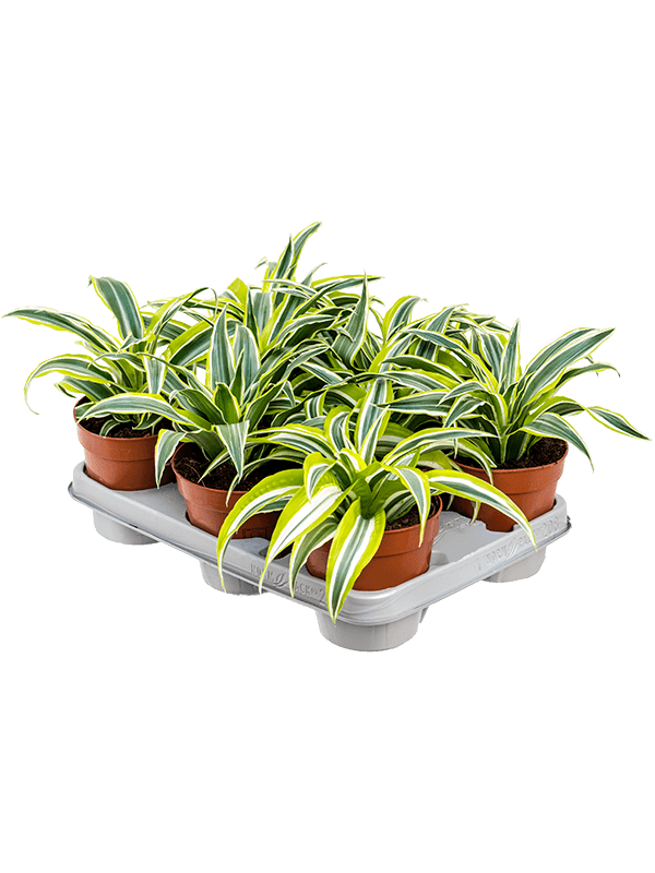 Planta naturala de interior Head D20xH25cm Dracaena fragrans 'Surprise' PS12/10cm in pamant