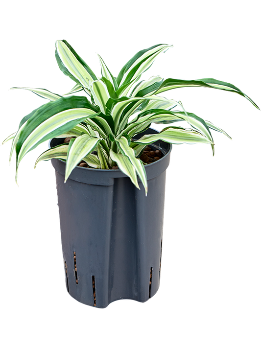 Planta naturala de interior Head D20xH30cm Dracaena fragrans 'Malaika' P15/19cm in hidrogranule