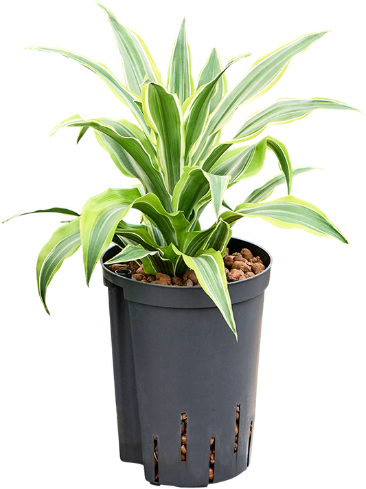 Planta naturala de interior Head D20xH35cm Dracaena fragrans 'Surprise' P15/19cm in hidrogranule