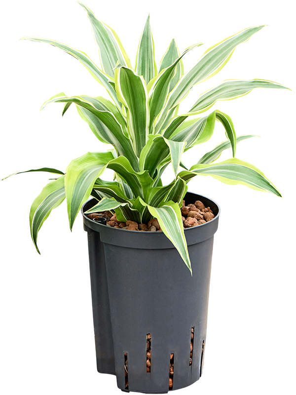 Planta naturala de interior Head D20xH35cm Dracaena fragrans 'Surprise' P15/19cm in hidrogranule