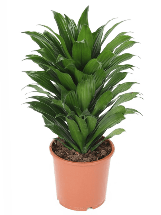 Planta naturala de interior Head D20xH40cm Dracaena fragrans 'Compacta' PS17/16cm in pamant