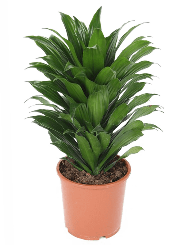 Planta naturala de interior Head D20xH40cm Dracaena fragrans 'Compacta' PS17/16cm in pamant