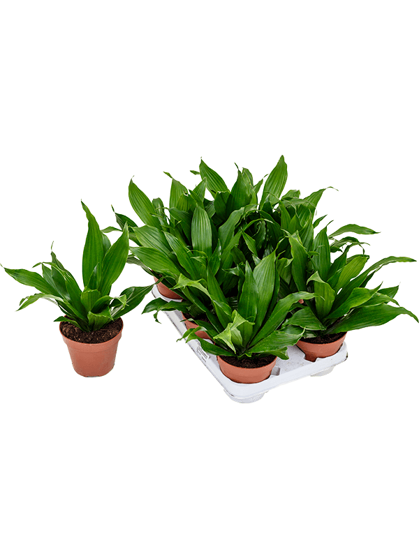 Planta naturala de interior Head D25xH27cm Dracaena fragrans 'Green Jewel' PS12/10cm in pamant