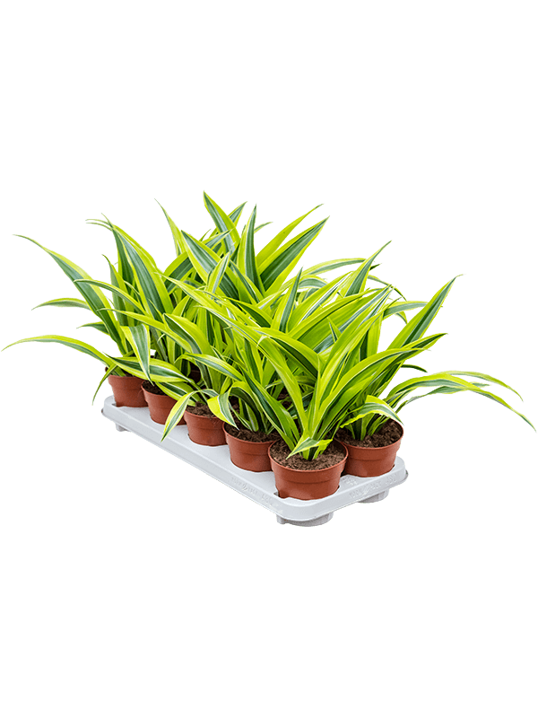 Planta naturala de interior Head D25xH27cm Dracaena fragrans 'Lemon Lime' PS12/10cm in pamant