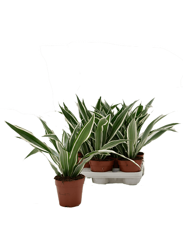 Planta naturala de interior Head D25xH30cm Dracaena fragrans 'White Stripe' PS12/10cm in pamant