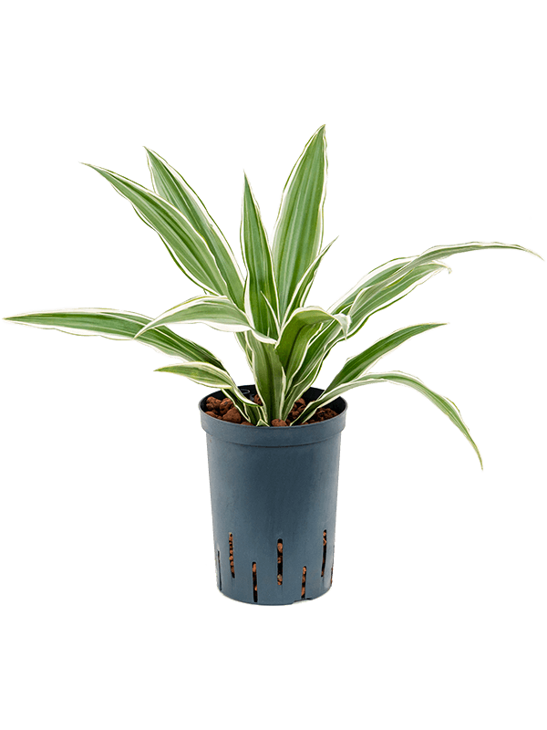 Planta naturala de interior Head D30xH40cm Dracaena deremensis 'White Stripe' P15/19cm in hidrogranule