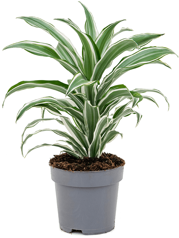 Planta naturala de interior Head D30xH40cm Dracaena fragrans 'White Jewel' PS17/15cm in pamant