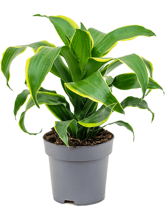 Planta naturala de interior Head D30xH50cm Dracaena fragrans 'Dorado' PS17/15cm in pamant