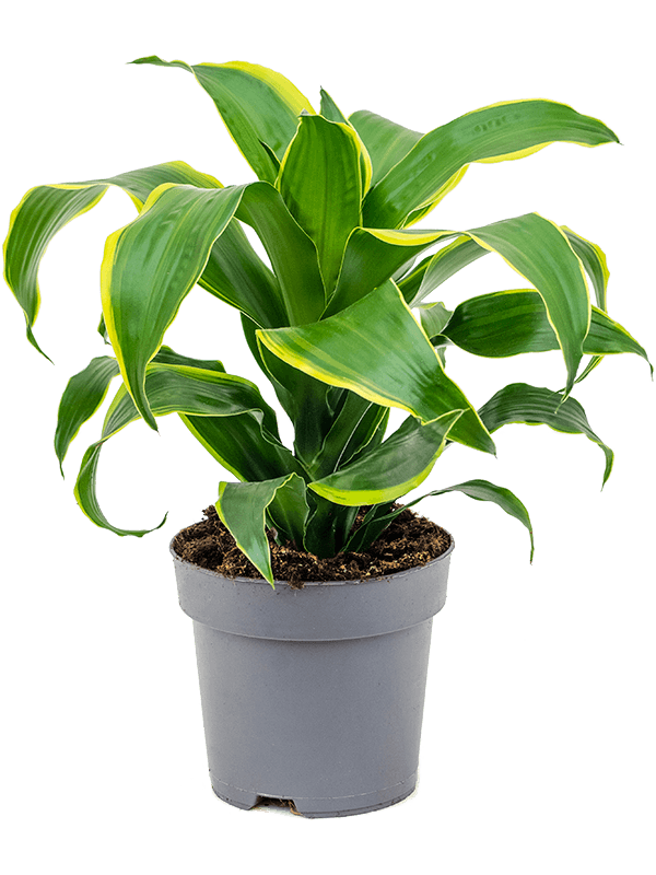 Planta naturala de interior Head D30xH50cm Dracaena fragrans 'Dorado' PS17/15cm in pamant