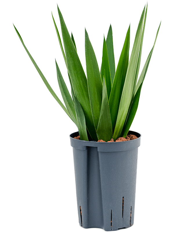 Planta naturala de interior Head D30xH50cm Yucca elephantipes P15/19cm in hidrogranule