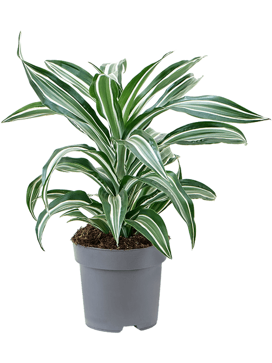 Planta naturala de interior Head D30xH55cm Dracaena fragrans 'Jade Jewel' PS17/15cm in pamant