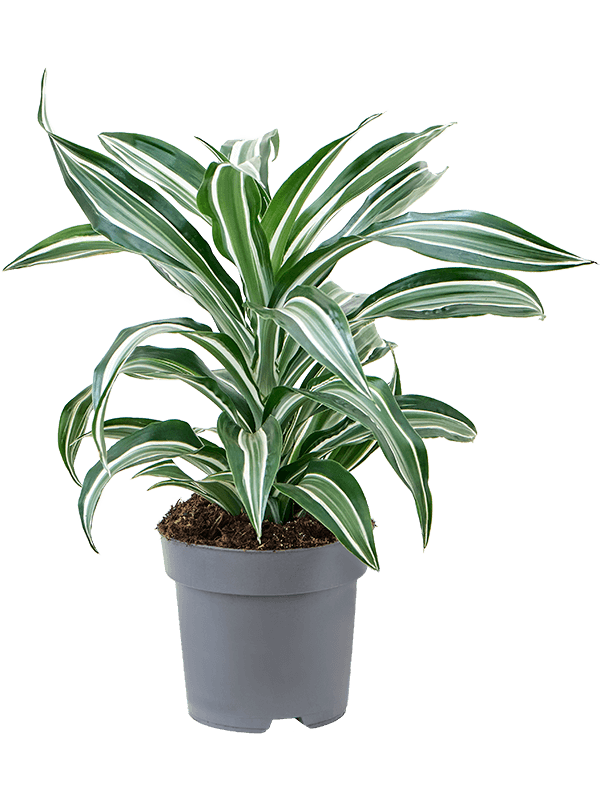 Planta naturala de interior Head D30xH55cm Dracaena fragrans 'Jade Jewel' PS17/15cm in pamant