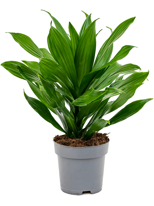 Planta naturala de interior Head D35xH45cm Dracaena fragrans 'Green Jewel' PS17/15cm in pamant