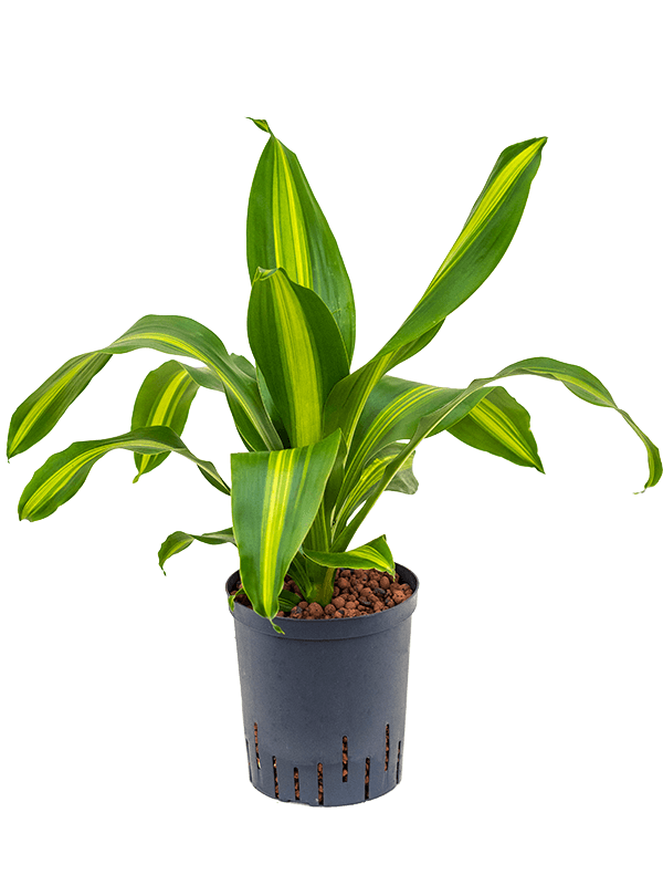 Planta naturala de interior Head D35xH60cm Dracaena fragrans 'Burley' P18/19cm in hidrogranule