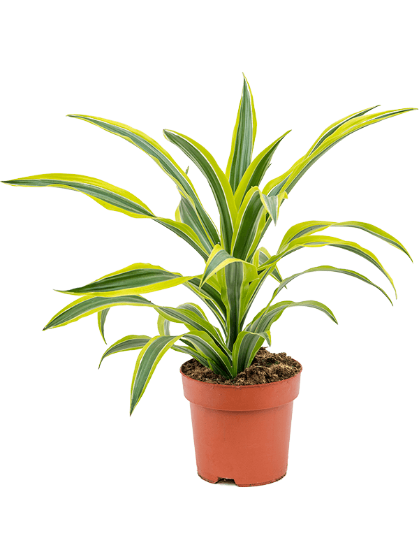 Planta naturala de interior Head D40xH50cm Dracaena fragrans 'Lemon Lime' PS17/15cm in pamant