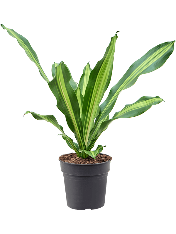 Planta naturala de interior Head D40xH60cm Dracaena fragrans 'Burley' PS19/17cm in pamant