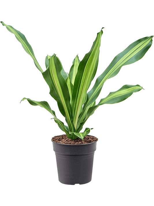 Planta naturala de interior Head D40xH60cm Dracaena fragrans 'Burley' PS19/17cm in pamant