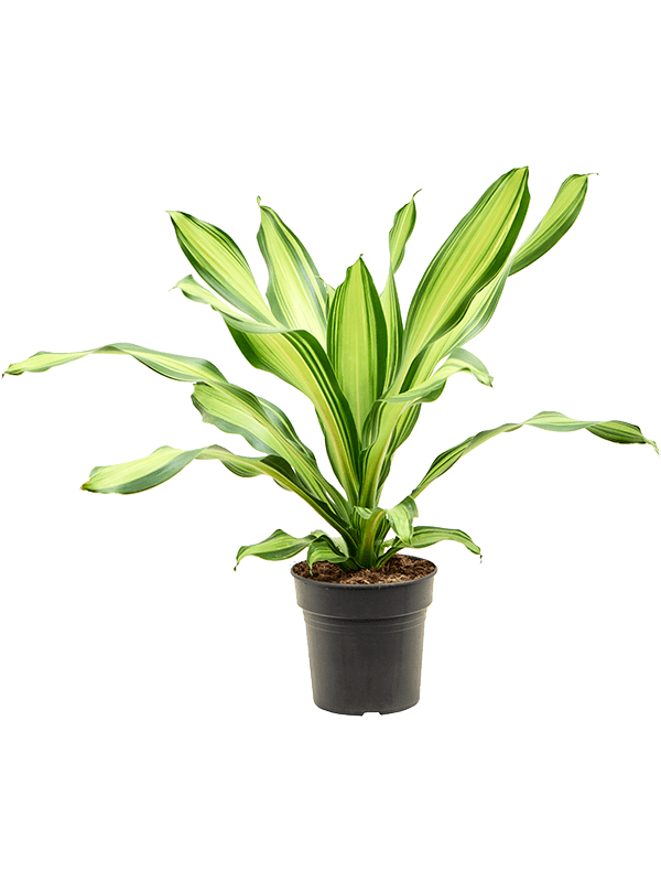 Planta naturala de interior Head D40xH60cm Dracaena fragrans &